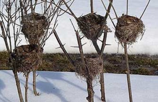 Синдром опустевшего гнезда